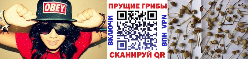 мориарти какой сайт  Дигора  Псилоцибиновые грибы мухоморы 